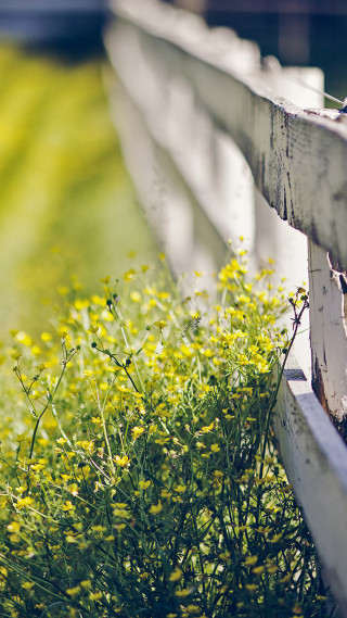 Bench flowers grass field background - evaline ness free wallpaper for mobile