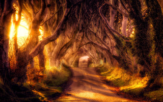 Road trees tunnel nature scenery - a bunch of trees free wallpaper