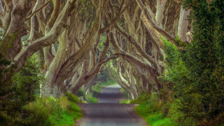 Road lined with trees car - game free wallpaper for desktop