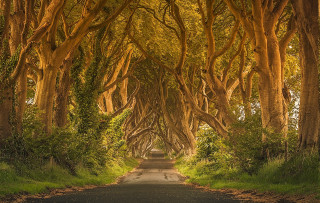 Road trees car driving middle - game free wallpaper