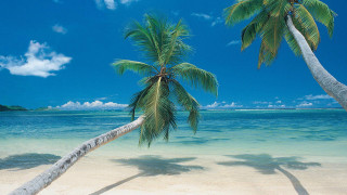 Palm tree beach blue water - clear blue water free wallpaper