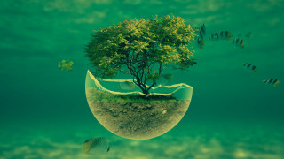Tree bowl fish swimming around - a fish swimming free wallpaper