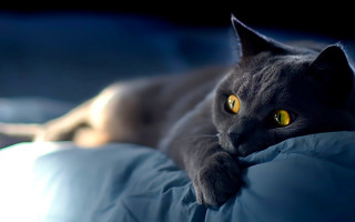 Curious black cat yellow eyes - a pillow free wallpaper
