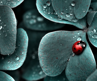 Ladybug green leaf water droplets 18 - a lady bug free wallpaper