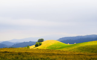 Grassy hill trees mountains background - landscape free wallpaper