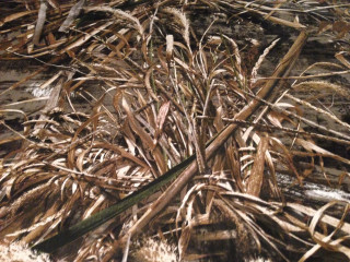 Dead plants field grass dirt - andreas gursky free wallpaper