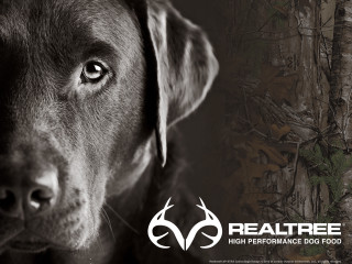 Dog hunting face logo rendering - darrell riche free wallpaper