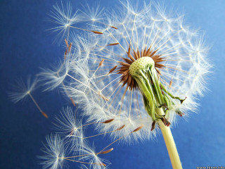 Dandelion seeds blowing blue background - seed free wallpaper