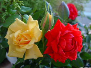 Flower water droplets roses bokeh - a close up of a flower free wallpaper for desktop