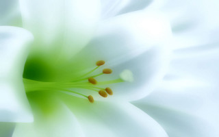 White flower green center stamens - a green center free wallpaper