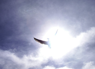 Bird flying cloudy sky sunshine - the cloud behind free wallpaper