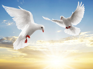 Two white birds flying sky - bird free wallpaper for desktop
