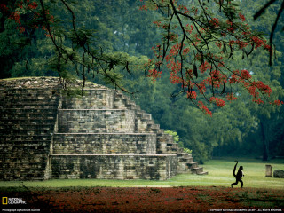 Person running pyramid park tree - a red flower in the foreground free wallpaper