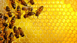 Bees honeycomb honey background honeycomb 5 - a honeycomb free wallpaper