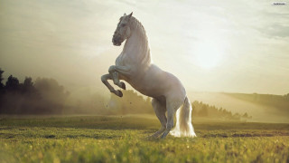 White horse rearing grass sun - the sun shining behind free wallpaper