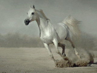 White horse running sand dust - dust free wallpaper