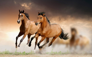 Horses running cloudy sky grass - grass and dirt free wallpaper