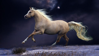 Horse running snow dark sky - a dark sky in the background free wallpaper