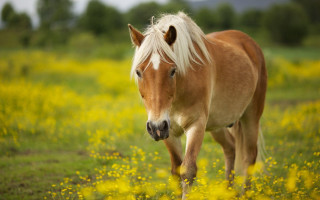 Blonde horse yellow flowers autumn - the sun light of the day free wallpaper