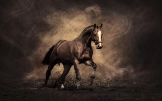 Horse running field dust black 2 - a white horse free wallpaper