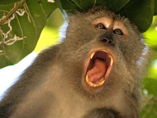Monkey wide open mouth outdoor - alex petruk ape free wallpaper for desktop