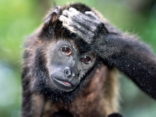 Monkey hand head blurry background - alex petruk ape free wallpaper for desktop