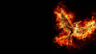 Bird long tail flying fire - a long tail free wallpaper