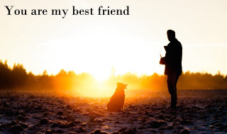 Man dog field sunset best - emotional free wallpaper