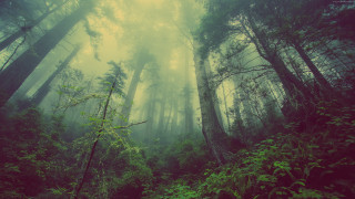 Forest tall trees green plants - green plant free wallpaper