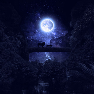 Animals bridge full moon waterfall - a couple of animals free wallpaper