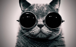 Cat sunglasses background cat face - round free wallpaper