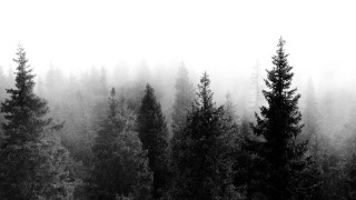 Black white forest fog trees 2 - photo of a forest free wallpaper