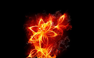 Fire flower bright flames black - felipe seade free wallpaper