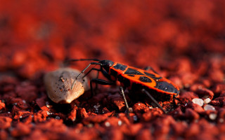 Bug rock white substance ground - the ground next free wallpaper for desktop