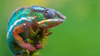 Colorful chameleon branch leaves closed - a colorful chamelon free wallpaper