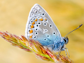 Blue butterfly flower stem blurry - a blurry background of grass free wallpaper