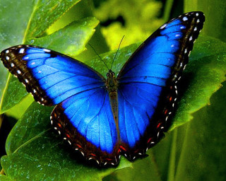 Blue butterfly green leaf sun - a blue butterfly free wallpaper