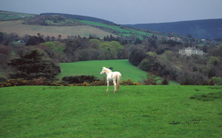 White horse green field hillside - free dogs wallpaper for desktop