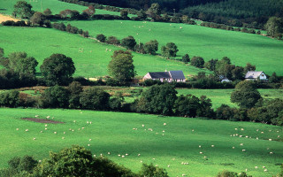Large field house trees sheep - the grass below free wallpaper