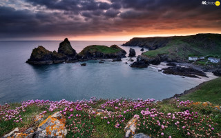 Beautiful view water flowers rocks - a bunch of flowers free wallpaper