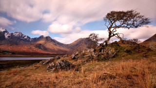 Lone tree grassy hill mountains 4 - the background and a lake in the foreground free wallpaper