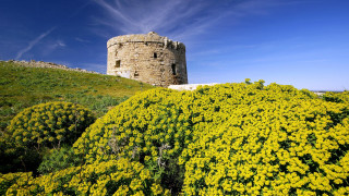 Tower hill yellow flowers blue 2 - wispy free wallpaper