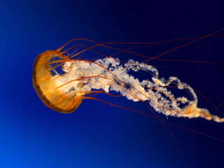 Jellyfish floating profile blue sky - jellyfish free wallpaper for desktop
