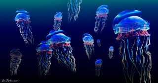 Jellyfish group bioluminescent ocean blue - bioluminescence free wallpaper