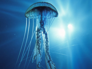 Jellyfish swimming ocean sunlight bubbles - the waters surface free wallpaper