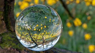 Tree yellow flowers glass ball 2 - arthur quartley free wallpaper