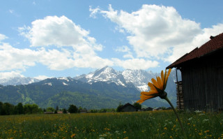 Flower field barn mountains clouds - a flower in a field free wallpaper