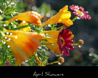 April showers flowers water droplets - elinor proby adams free wallpaper