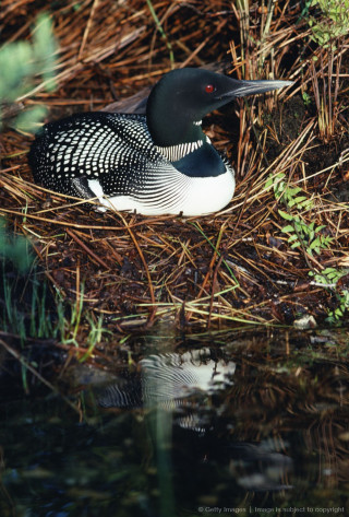 Bird sitting grass water edge - female free wallpaper for mobile