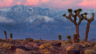 Mountain range trees pink sky - ansel adams free wallpaper for desktop